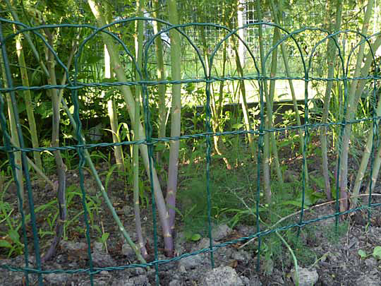 Border fence supporting Asparagus