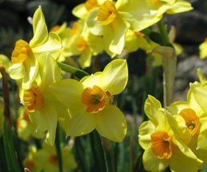 naturalized clump of yellow daffodils