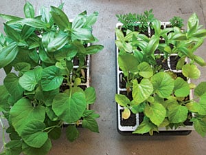 seedlings with and without fertilizer