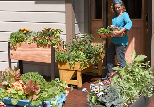 Create a Patio Vegetable Garden