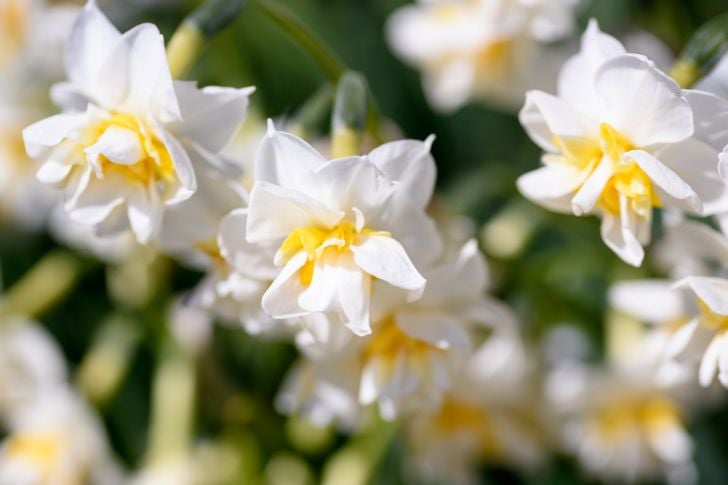 sir winston churchill white double daffodil