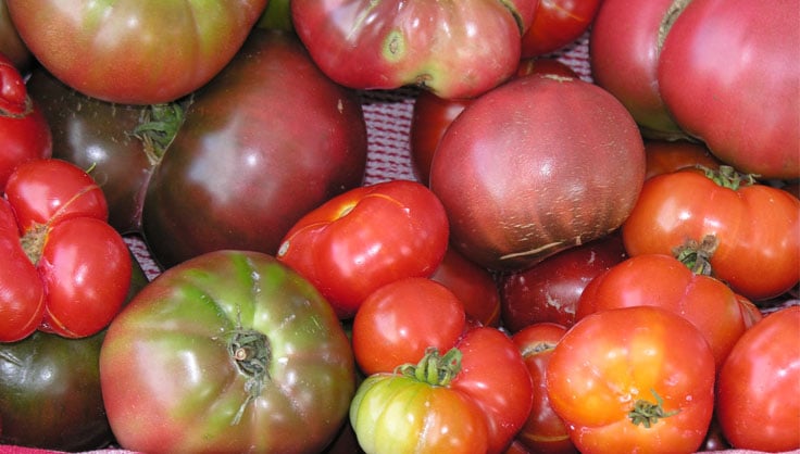 How to Choose Tomato Plant Varieties | Gardener's Supply