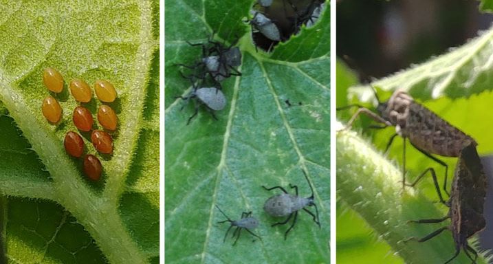 squash bug eggs, nymphs and adults 