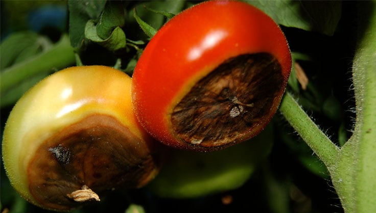 Prevent Blossom-End Rot: Tomato Diseases and Problems | Gardeners.com