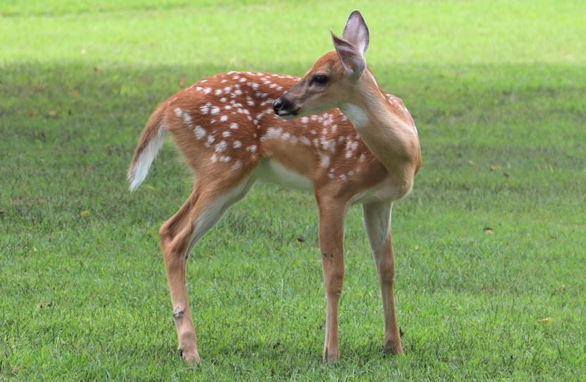 fawn on a lawn 