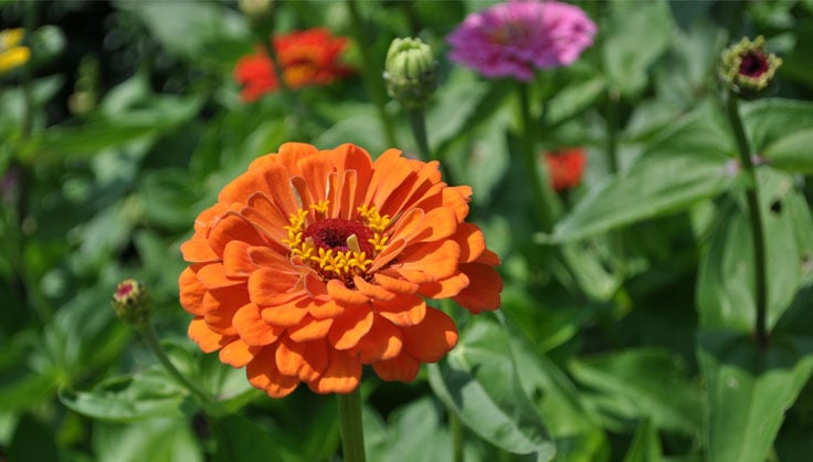 Growing Annual Flowers from Seed | Gardener's Supply