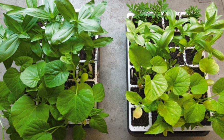 Plant Food: Don't Forget to Feed Your Plants