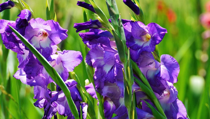 How to Grow Gladiolus - Overwintering Gladiolus Corms | Gardeners.com