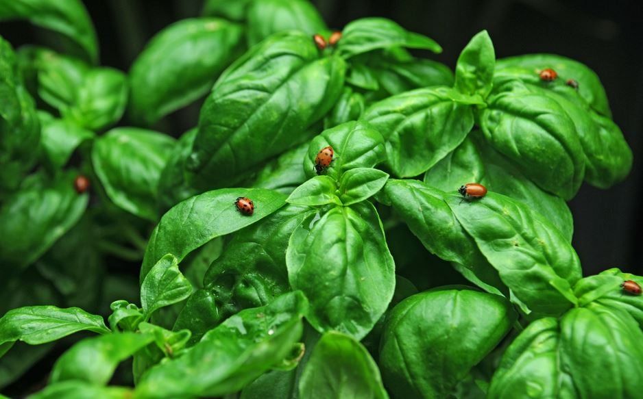 basil with beneficial laydbugs