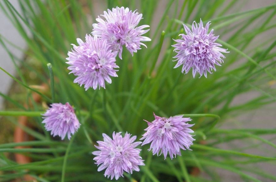 chives flowering in a planter 