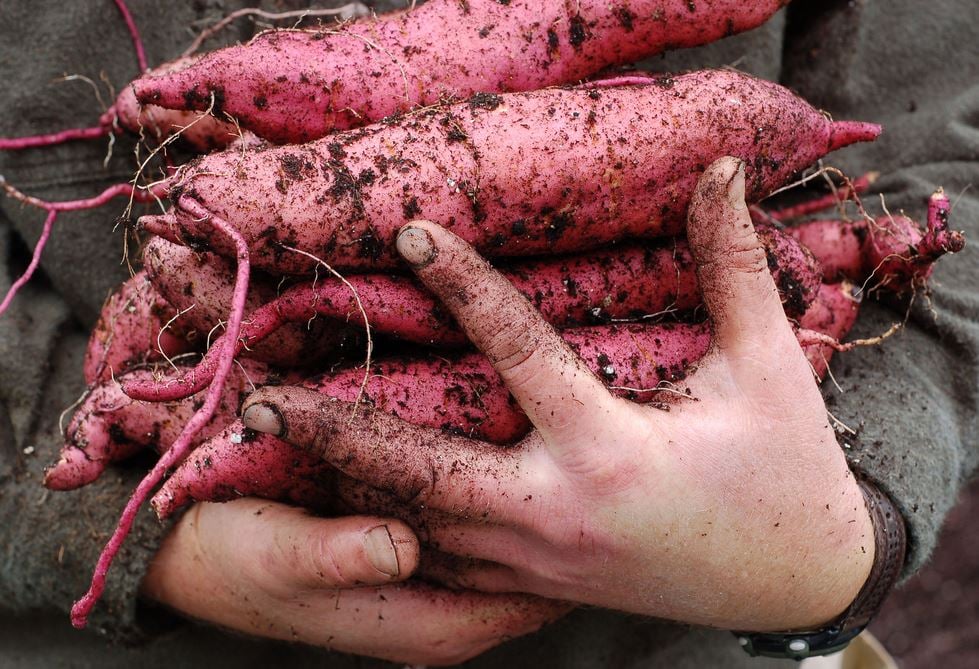 Growing Sweet Potatoes - How to Grow Sweet Potatoes | Gardener's Supply