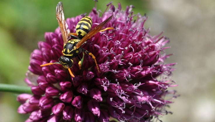 All About Yellow Jackets, Bees, Wasps & Hornets | Gardener's Supply