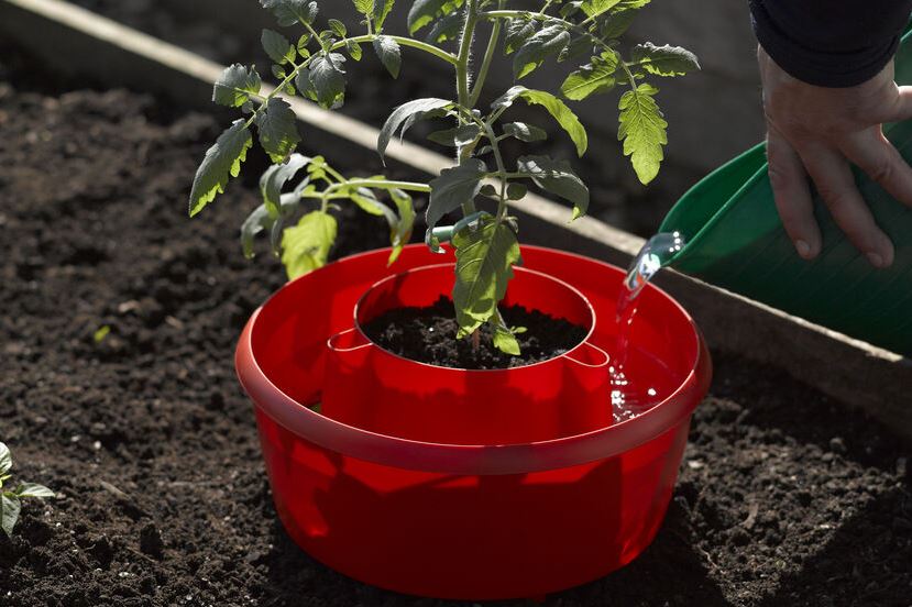 Instructions for the Tomato Halo | Gardener's Supply