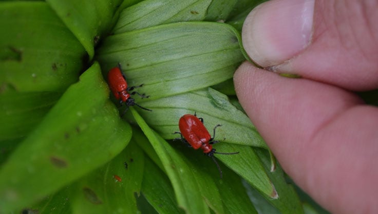Controlling Lily Leaf Beetles, Lilioceris lilii | Gardener's Supply