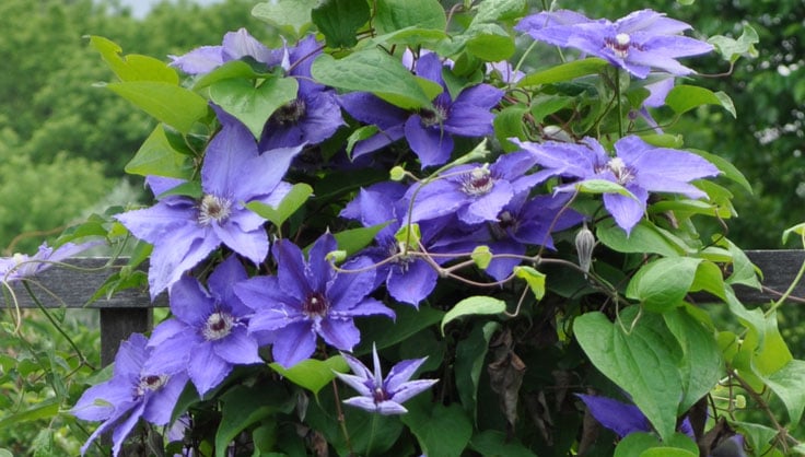 How to Grow Clematis From Planting to Pruning | Gardener's Supply