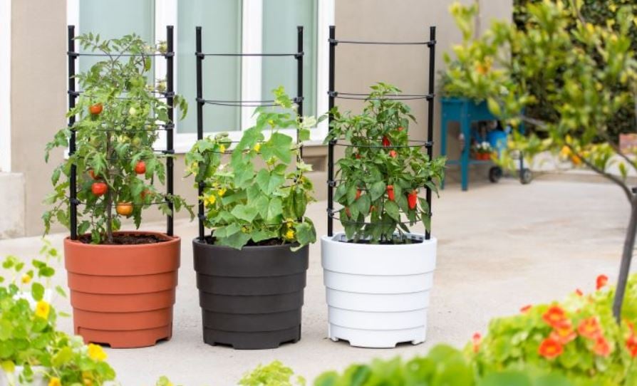 Very Small Vegetable Garden Ideas On A Budget - bmp-addict