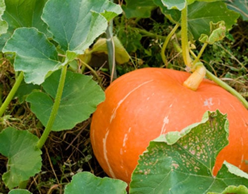 How to Grow Pumpkins - Growing Pumpkins and Squash | Gardeners.com