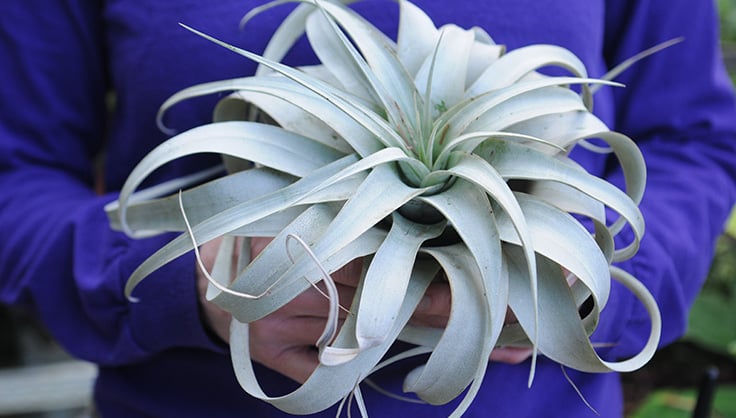 How To Grow Air Plants Effortlessly