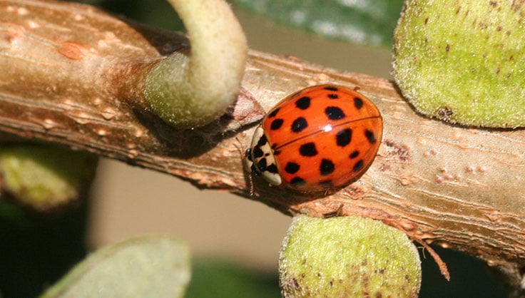 Asian Lady Beetles: A Destructive Nuisance | Gardeners.com