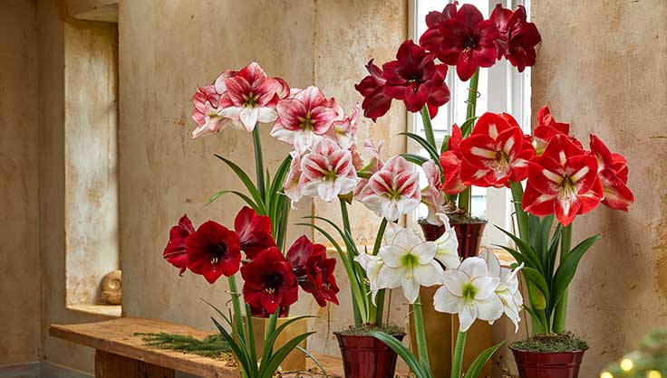 Amaryllis FAQ 🌷 All You Need to Know! 🌺