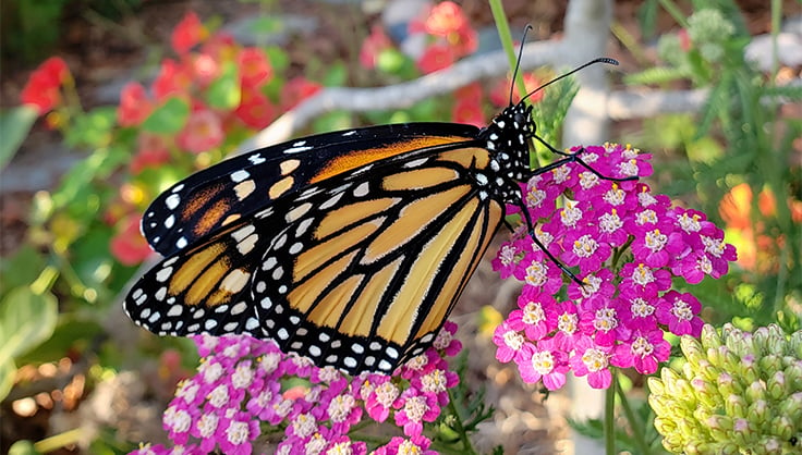Monarch butterfly on yarrow