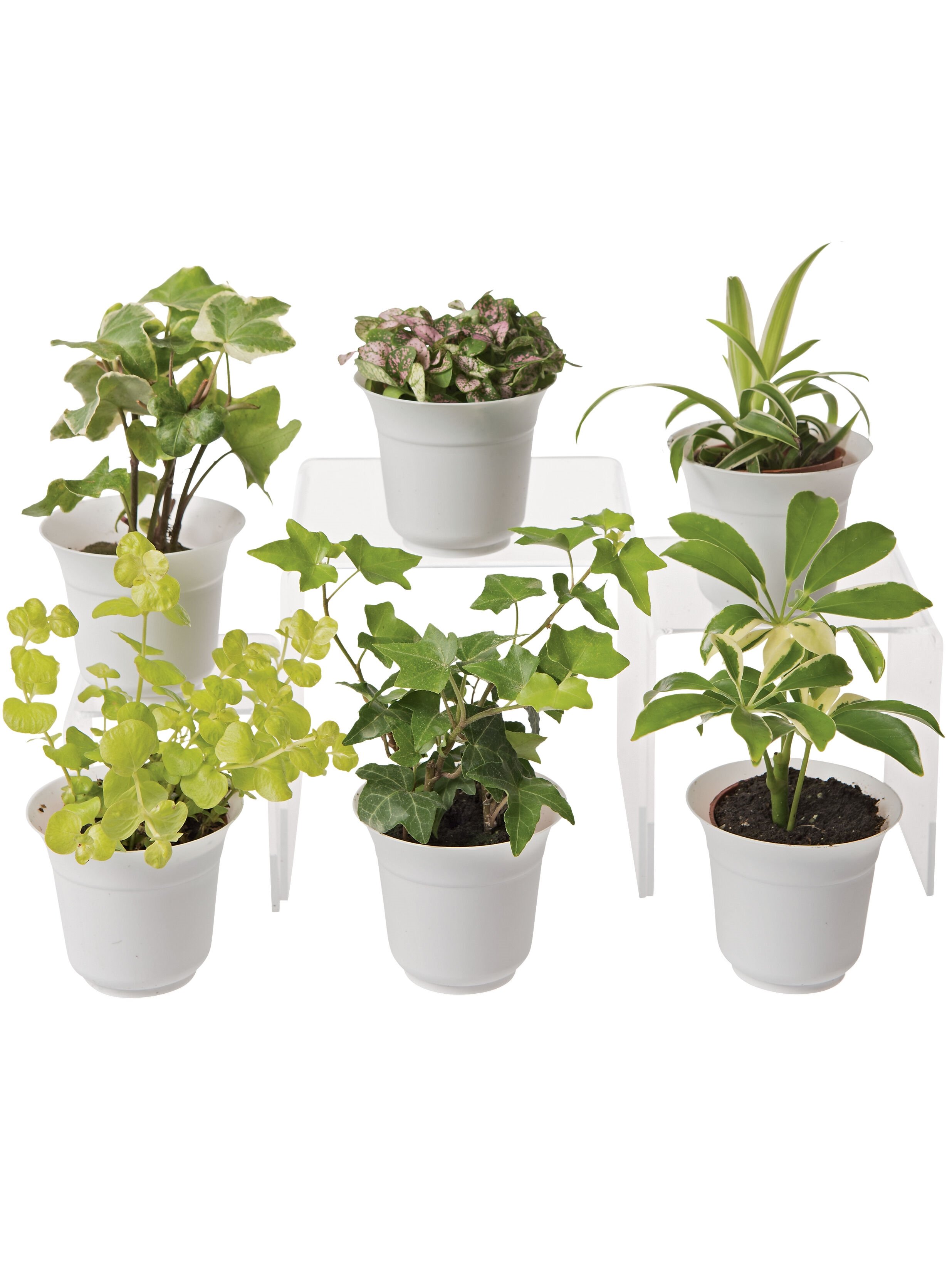 Low Light Terrarium Plant Collection - Small Terrarium Plants for Sale