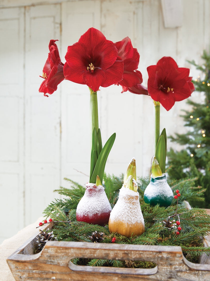 Christmas Delivery Easy Care Waxed Amaryllis | Gardener's Supply