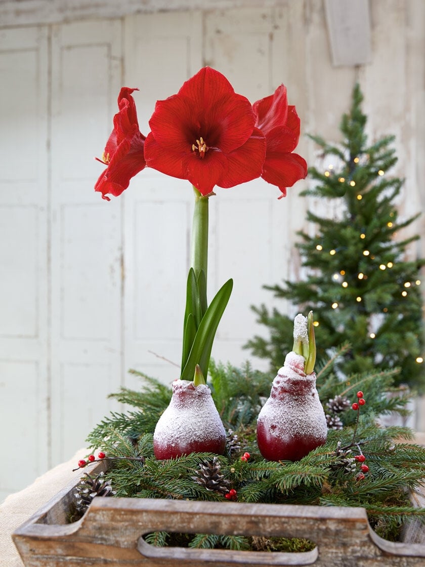 Christmas Delivery Easy Care Waxed Amaryllis | Gardener's Supply