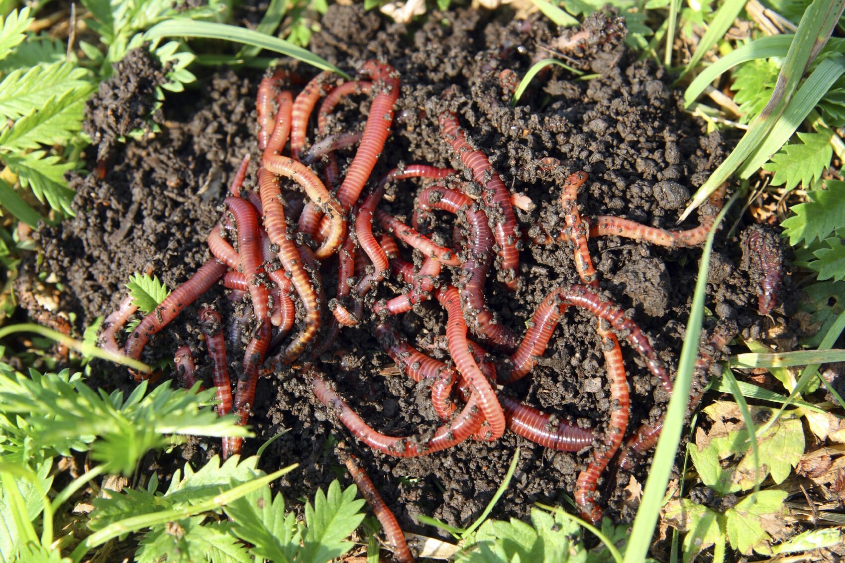 Red Wigglers - Composting Worms - Free Shipping | Gardeners.com