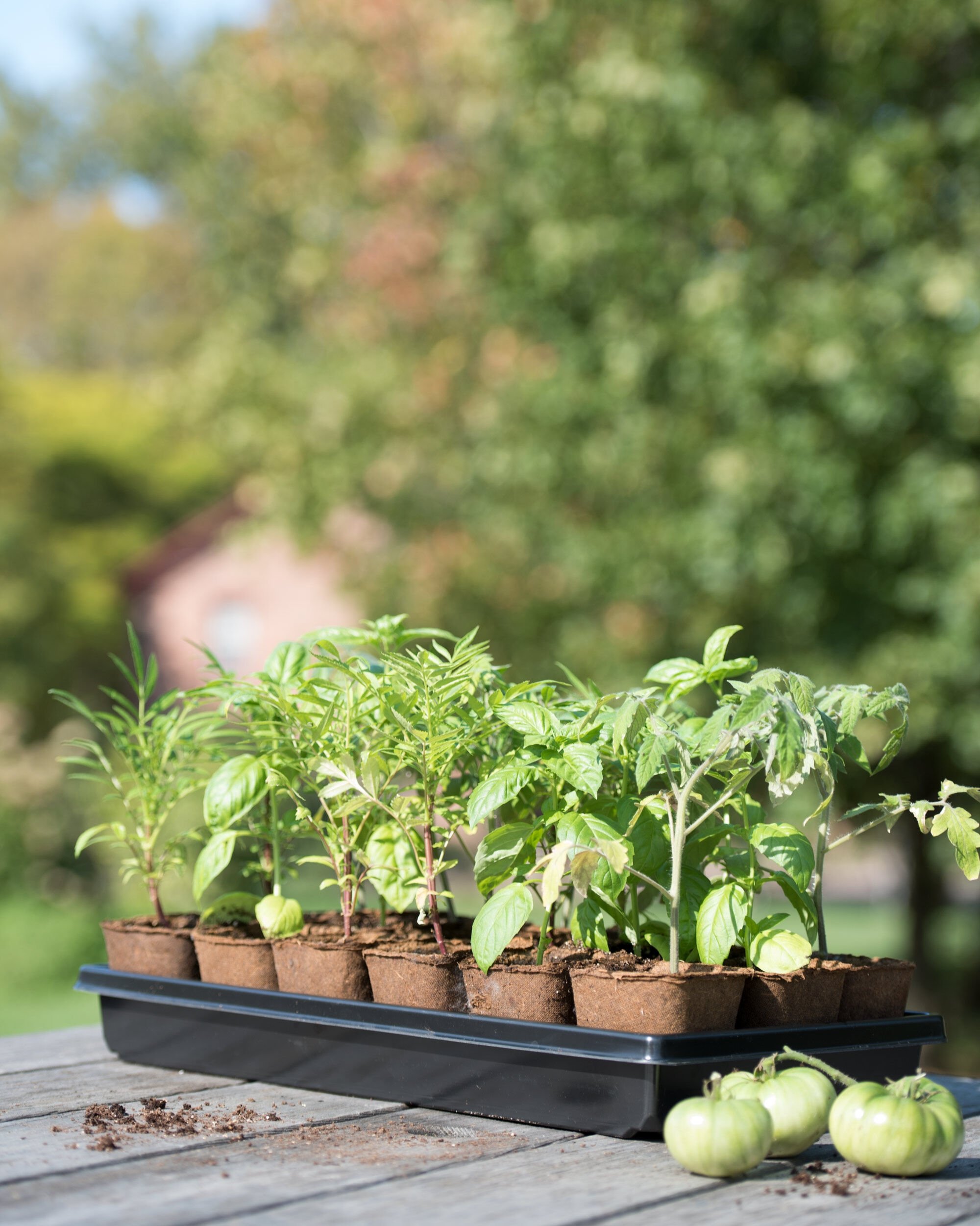 3-1/2" Biodegradable Seedling Pots + Plastic Tray | Gardener's Supply