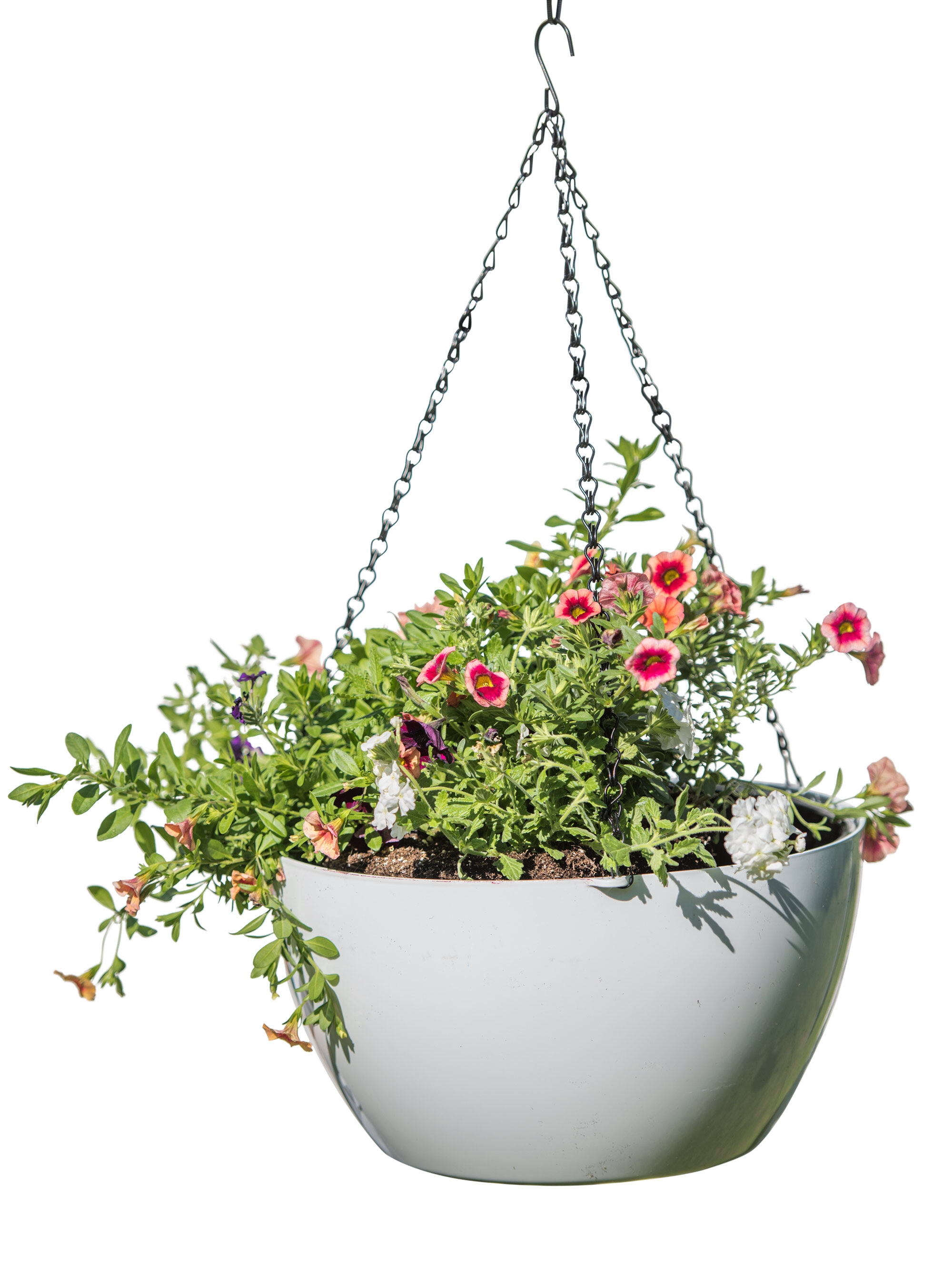 Viva Colorful Self-Watering Hanging Flower Basket | Gardeners.com