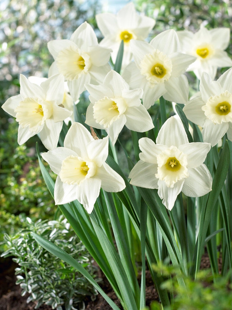 Daffodil Bulbs Mount Hood, Set of 8 | Gardener's Supply
