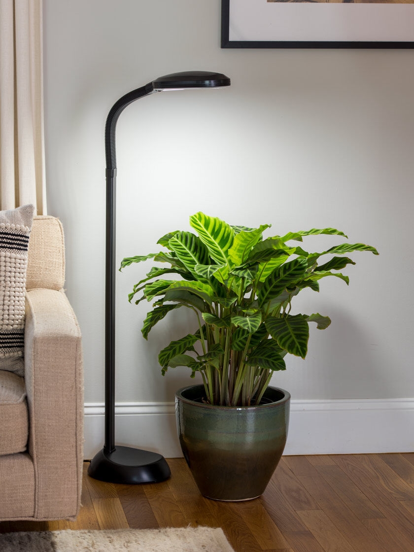 Floor Plant Lamp - Full Spectrum LED Grow Light | Free Shipping
