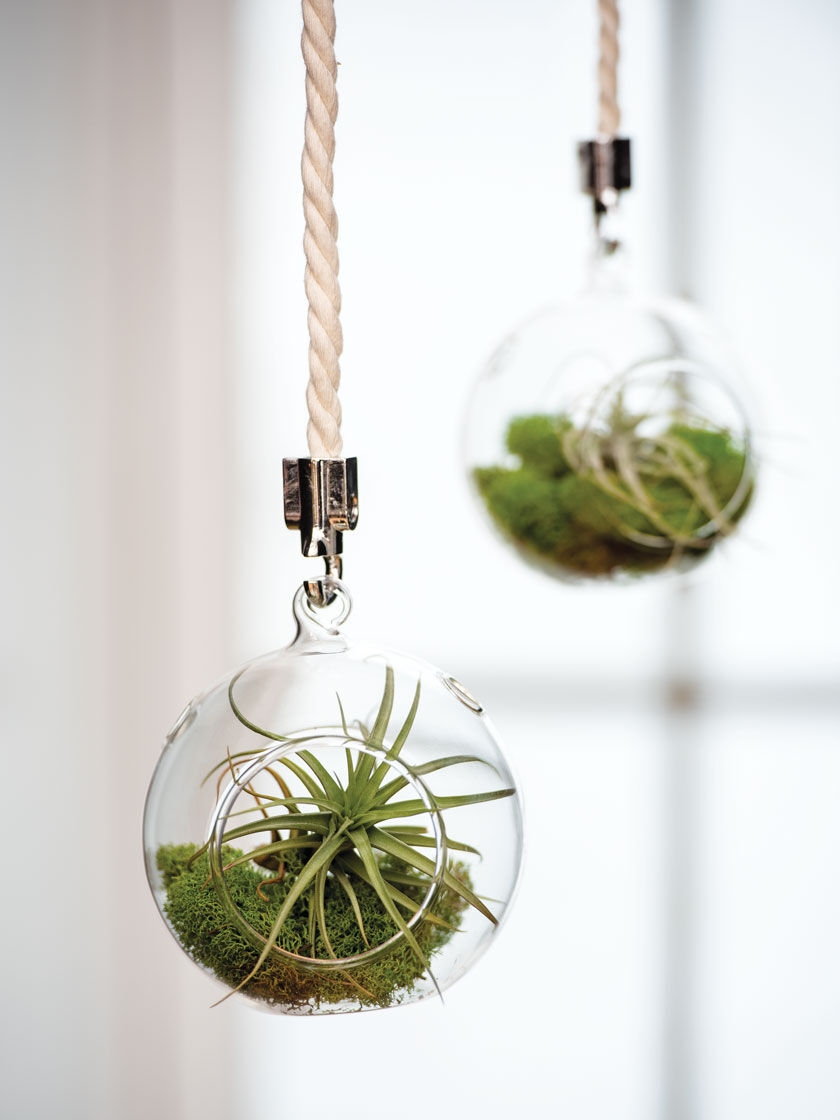 Mini Blown-Glass Hanging Terrariums | Gardener's Supply