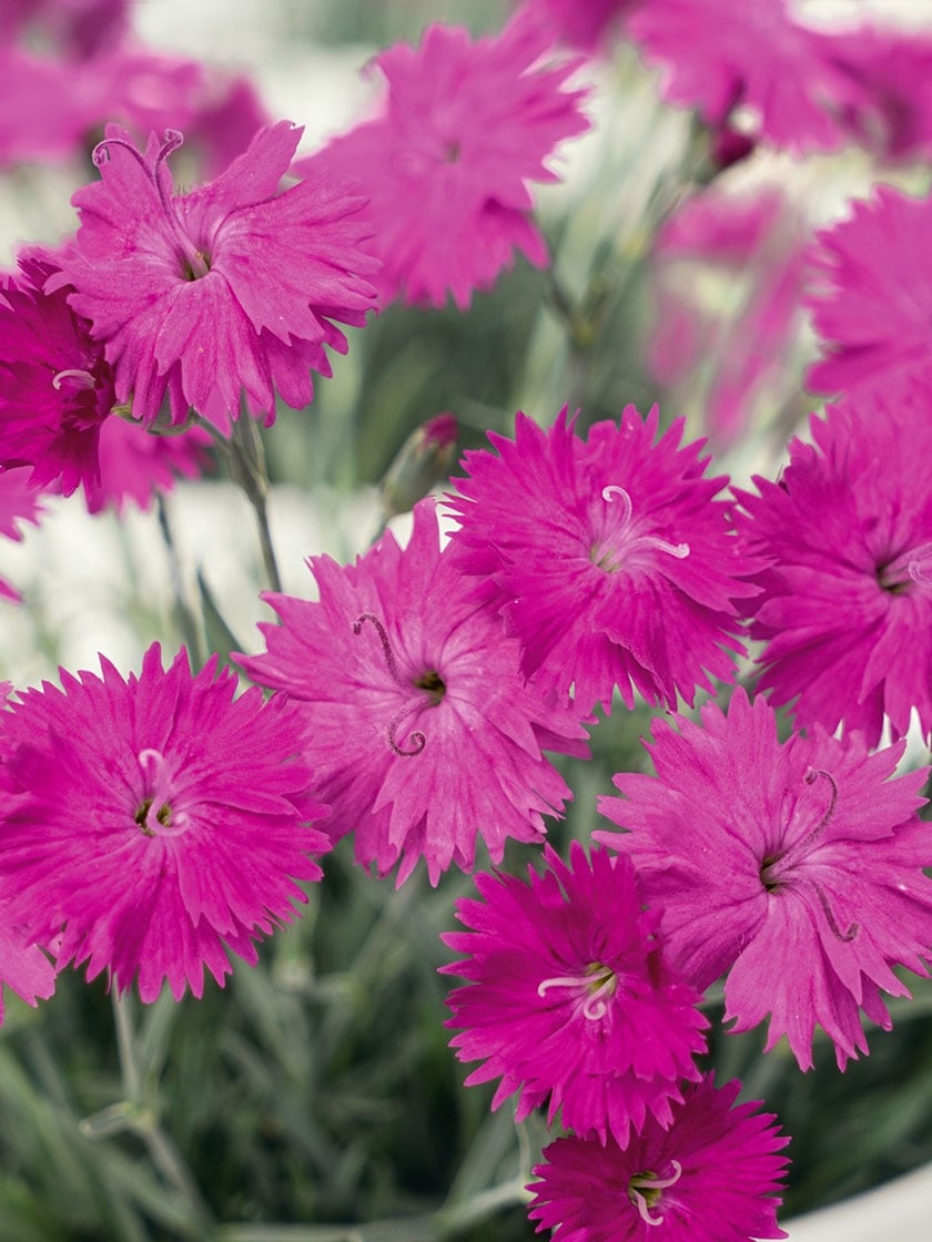 Neon Star Pinks Potted 