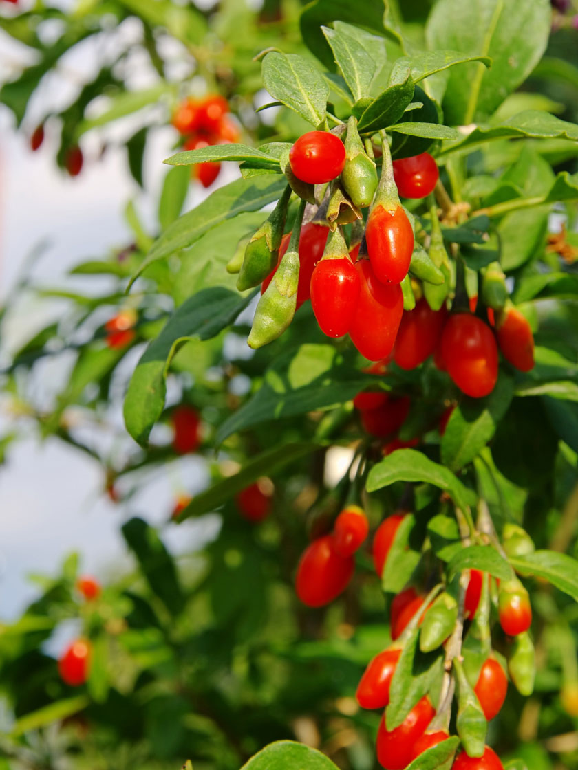 Bower & Branch® Goji Berry Tree for Sale | Gardener's Supply