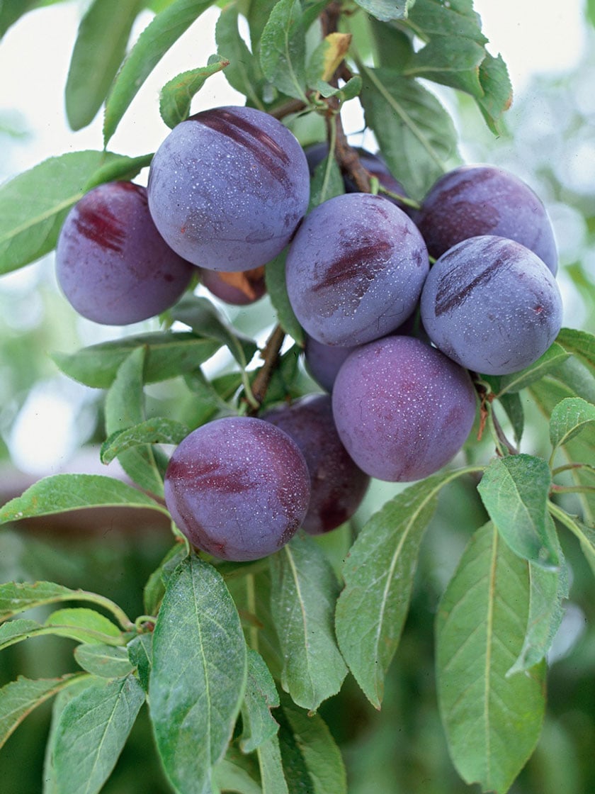 Methley Japanese Plum Tree Bare Root for Sale | Gardeners.com